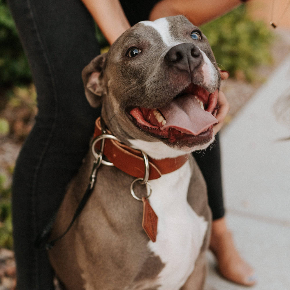 [lifestyle] Leather Dog Collar - Classic - Lifetime Leather Co