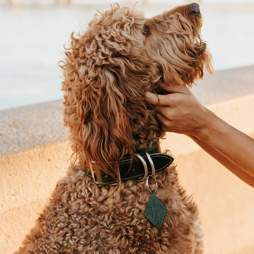 [lifestyle] Leather Dog Collar - Designer - Lifetime Leather Co